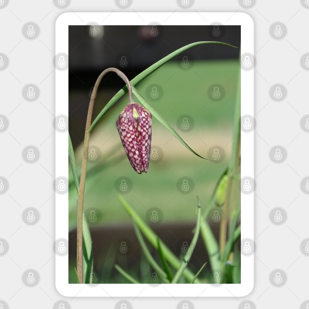 Snakeshead Fritillary Sticker by AH64D